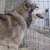 wolf hybrids for sell sweet and loving . make great therapy animals