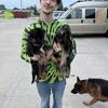 German Shepherd Puppies