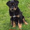 ONLY 1 Male Puppy Left!!