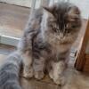 Maine Coon FEMALE @ 7 Months ( Blue silver tabby)