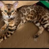 Bengal kittens for sale