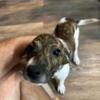 Female Jack Russell Puppy