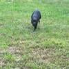 Cane corso pup ready to go