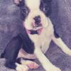 CKC Boston terrier puppies