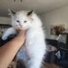 Ragdoll kittens
