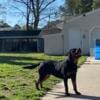 female rottweiler for sale