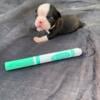 BOSTON TERRIER PUPPIES