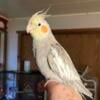 Male Hand fed and tamed White face/Cinnamon Cockatiel