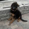 3 month old male long haired German shepherd