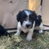 Shih-poo Mix Puppies