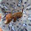 Miniature Dachshunds WIRE HAIR