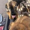 Puppies