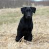 AKC Labrador Retriever Puppies