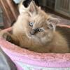 Ragdoll female TICA  registered Kitten