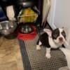 ABR Registered Exotic Bully Male Pup