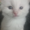 Himalayan  Kittens Available  June 15 2023
