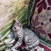 Egyptian Mau kittens for sale