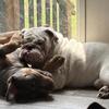 English Bulldog Stud
