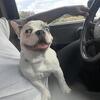 8 months French Bulldog (Frenchie)