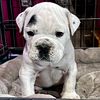 Olde English bulldogge