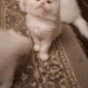 Persian Male Kittens