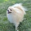 Pomeranian male for breeding