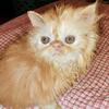Extreme Red Tabby Persian Female CPC Ready Now