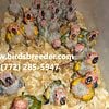 Baby Sun Conures are ALWAYS available at wholesale prices