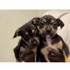 XL Bully Pups 