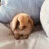 Adorable holland lop bunny Pretzel One Left