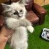 Beautiful Pure Bred Ragdoll Females 