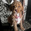 Labradoodles mix  golden doodles