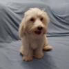 Mich Puddle - Male MaltiPoo (Maltese/Toy Poodle) non-shedding, great character