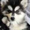 Pomsky mini f4 puppy