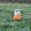  Dilute Calico Exotic Shorthair (long) persian