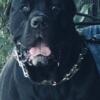 Cane corso male stud