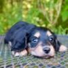 Mini Dachshund female Long Haired Black and Tan Pup Adoption Available