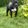 ABKC American bully male needing home