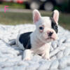 boston terrier puppies