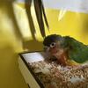 Baby green cheek conure hand fed 