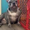 Frenchie NEED GONE BY MONDAY