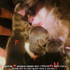 Gorgeous chihuahua puppies available