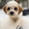 Cockapoo puppies