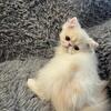 ADOPTED!!!!Cameo & White CFA registered male (9)