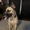 Husky GDS Mix Felmale