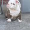 American bully pups looking for home