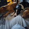 2 yr old male Border Collie
