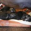 Born German Shepherd Puppies Pure Breed Sire and Dam on site