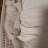 Scottish fold kittens