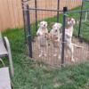 American Bulldog puppies